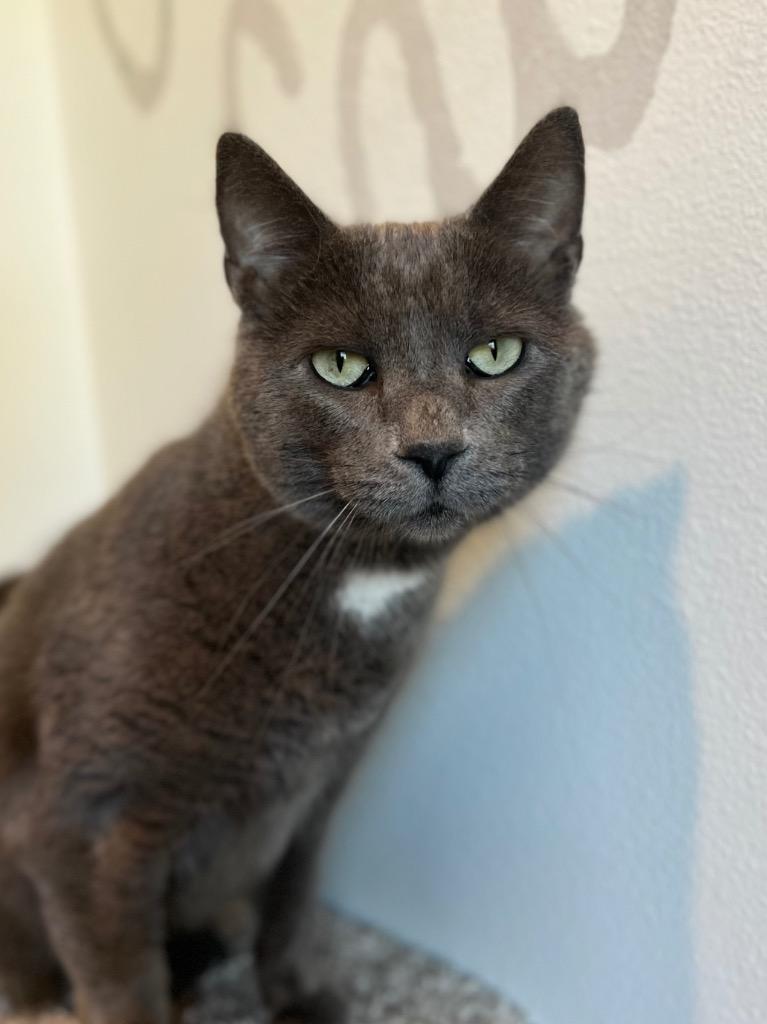 Enlarge Crabapple, a Adoptable mixed breed in Menomonie, WI image 1/3