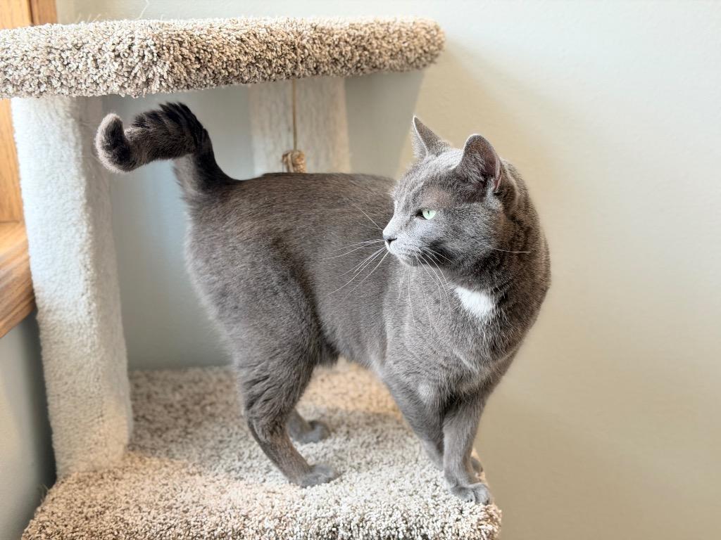 Enlarge Crabapple, a Adoptable mixed breed in Menomonie, WI image 2/3