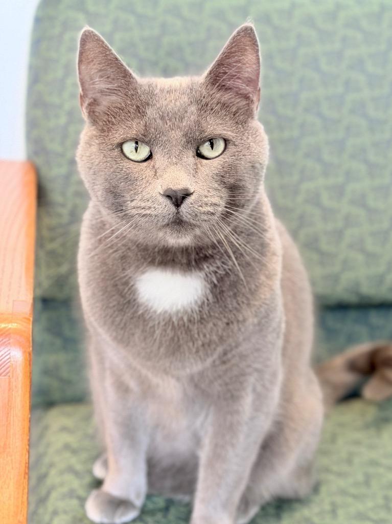 Enlarge Crabapple, a Adoptable mixed breed in Menomonie, WI image 3/3