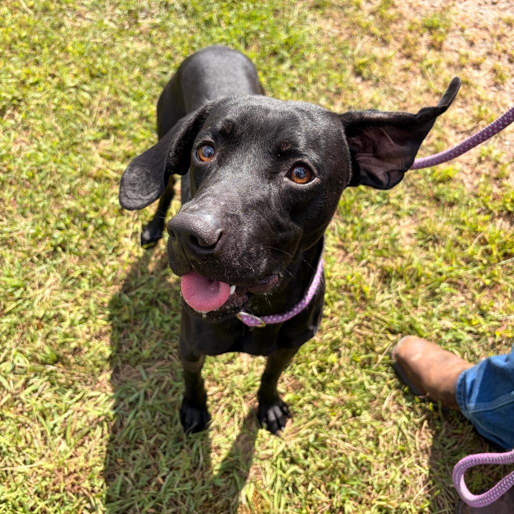 Bear, Adoptable, Adult Male Black Labrador Retriever & Mixed Breed.