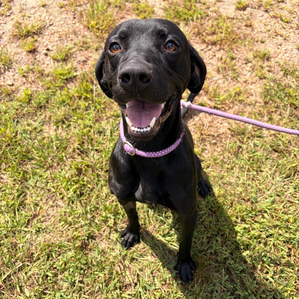 Enlarge Bear, a Adoptable mixed breed in Franklin, NC image 2/5