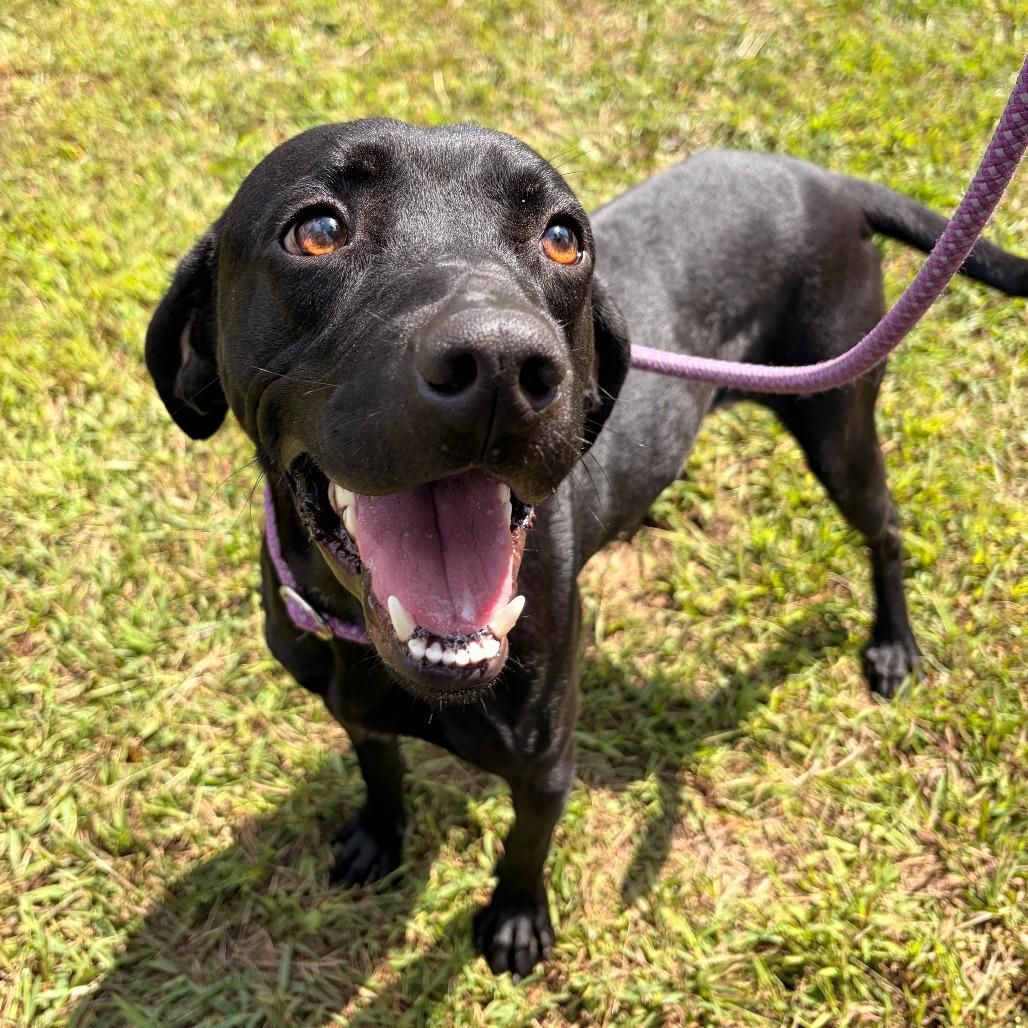 Enlarge Bear, a Adoptable mixed breed in Franklin, NC image 3/5