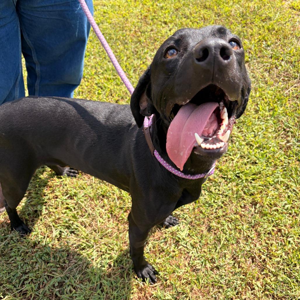 Enlarge Bear, a Adoptable mixed breed in Franklin, NC image 4/5