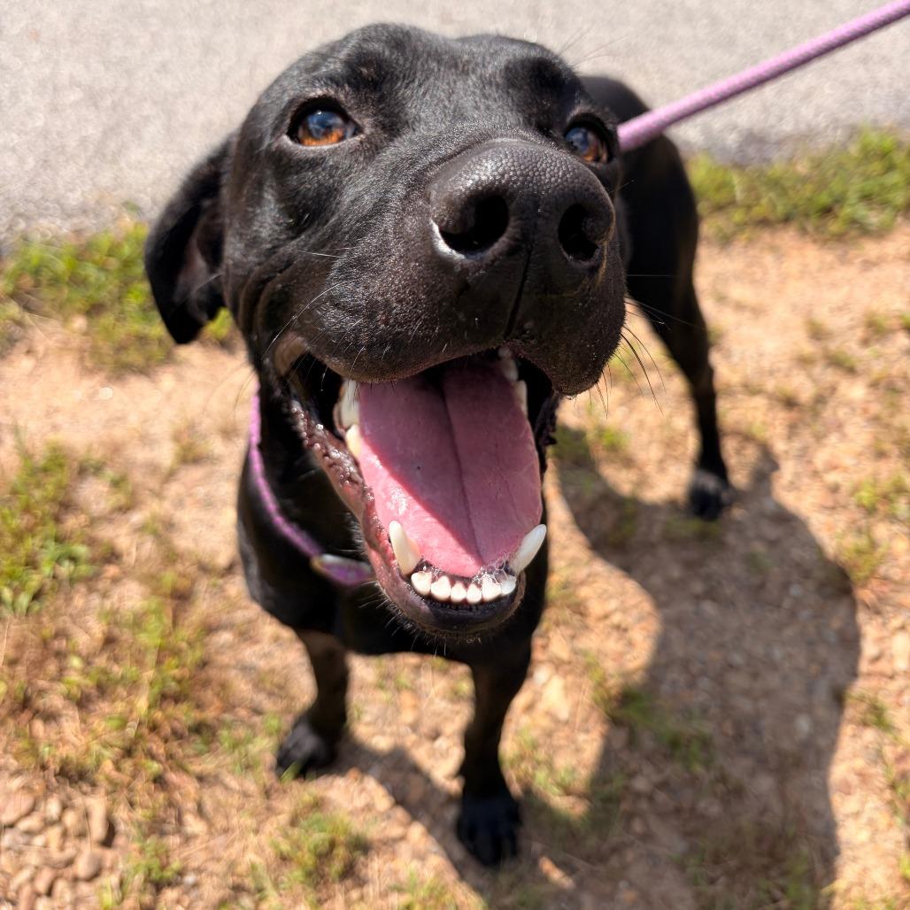 Enlarge Bear, a Adoptable mixed breed in Franklin, NC image 5/5