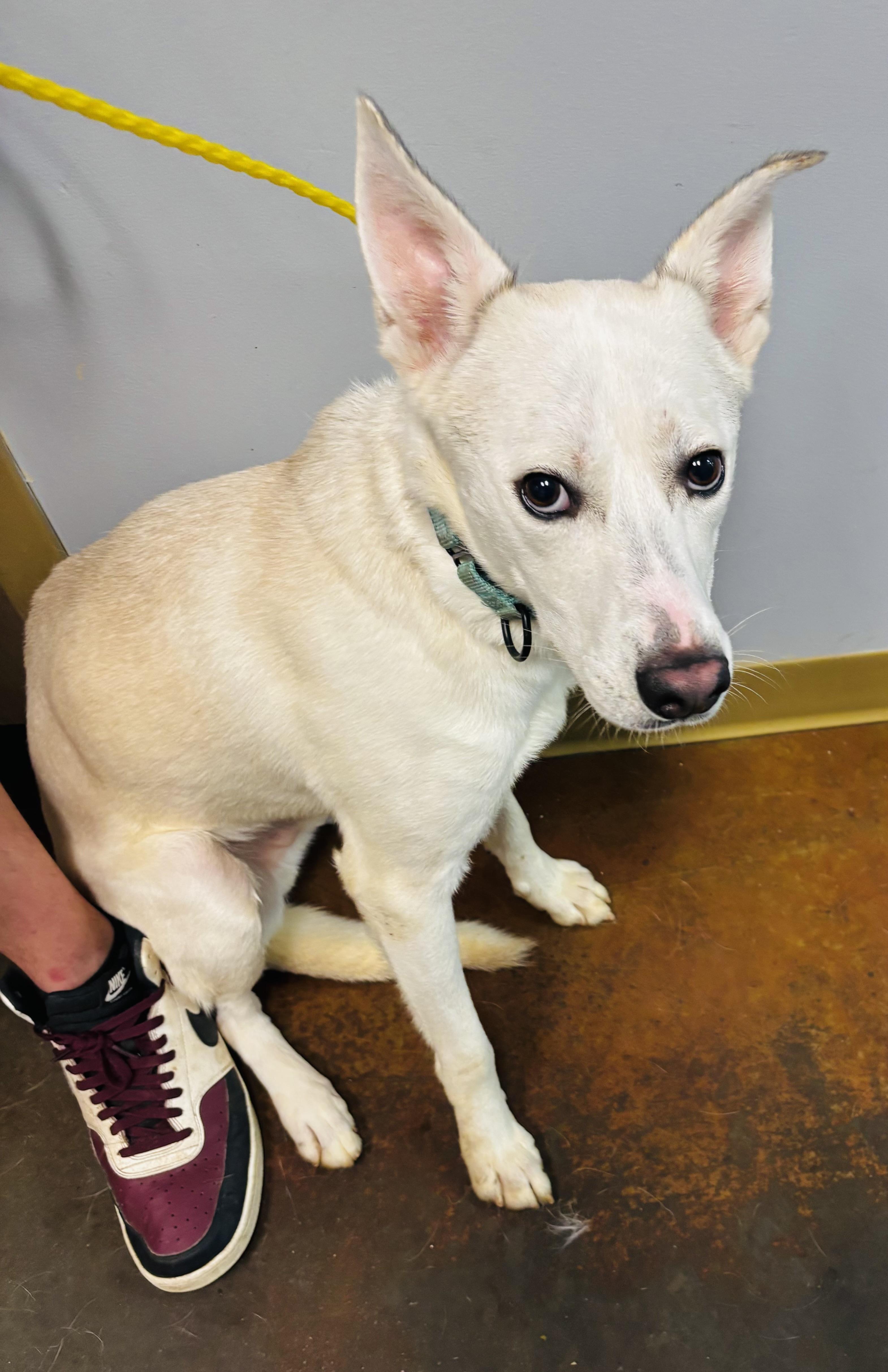Kip, ADOPTABLE, Adult Male Shepherd.