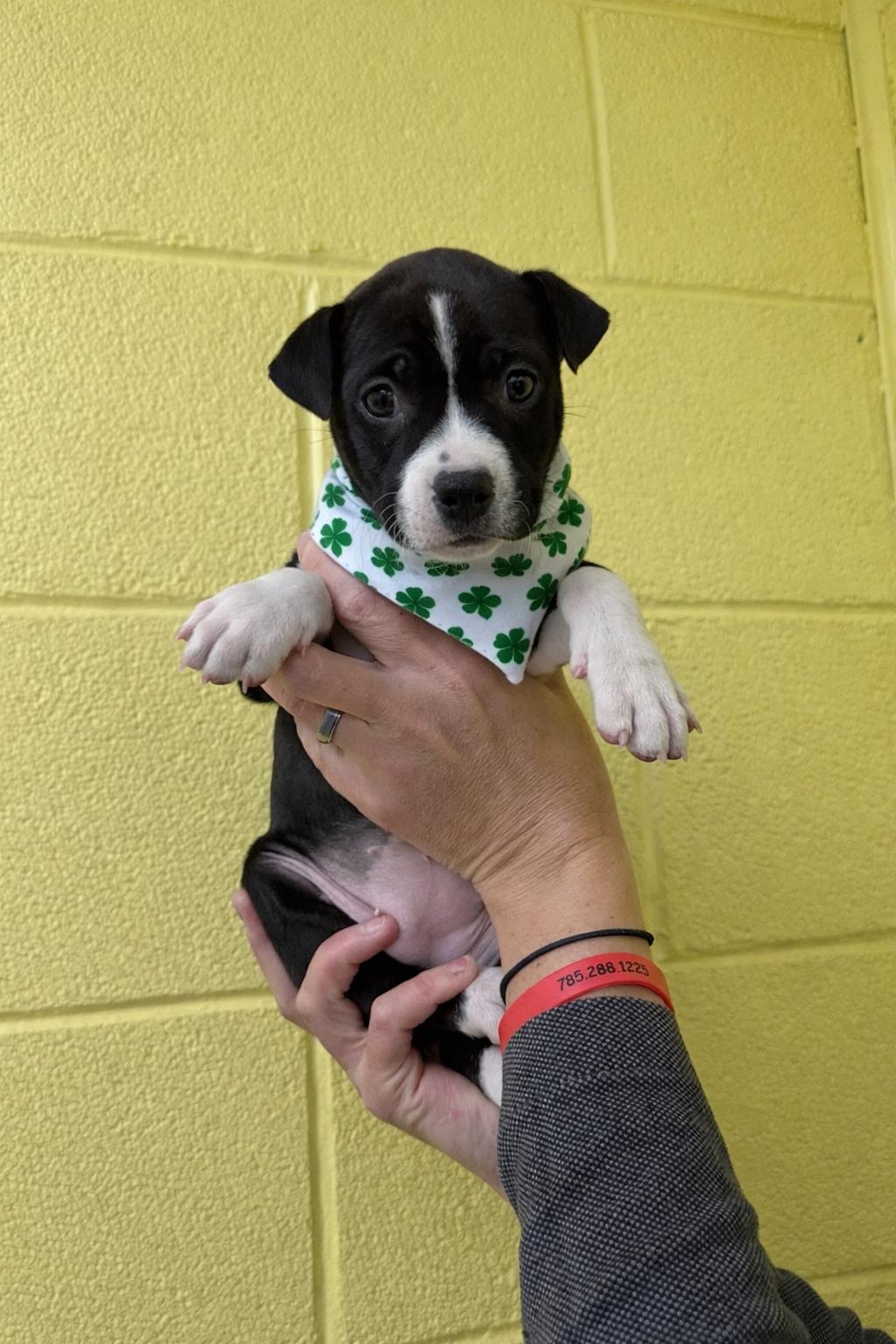 Chappell Roan , Adoptable, Puppy Female Boston Terrier & Shar-Pei.