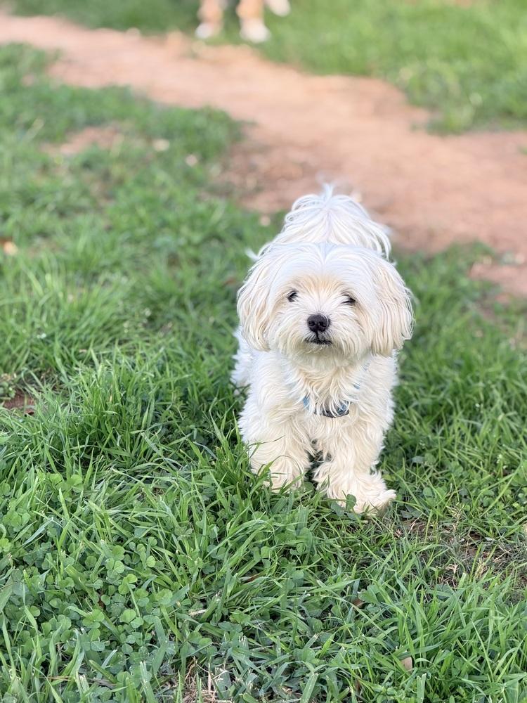 Enlarge Joe Jonas, a Adoptable Maltese in Richmond, TX image 1/3