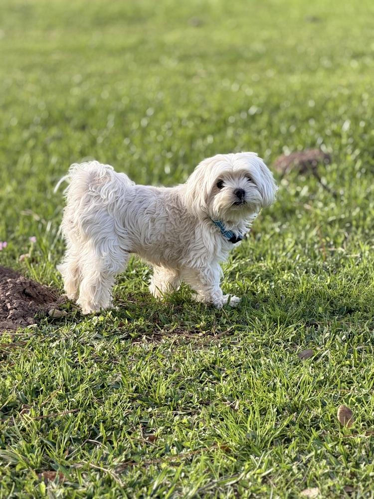 Enlarge Joe Jonas, a Adoptable Maltese in Richmond, TX image 2/3