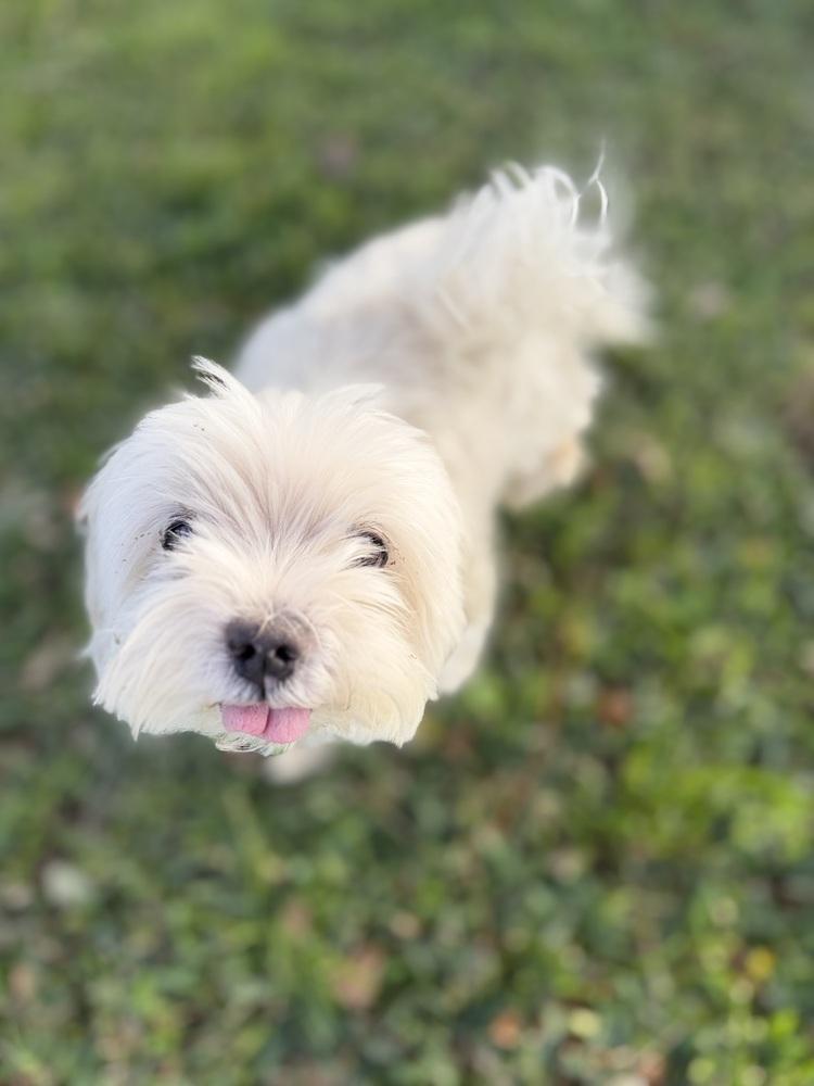 Enlarge Joe Jonas, a Adoptable Maltese in Richmond, TX image 3/3