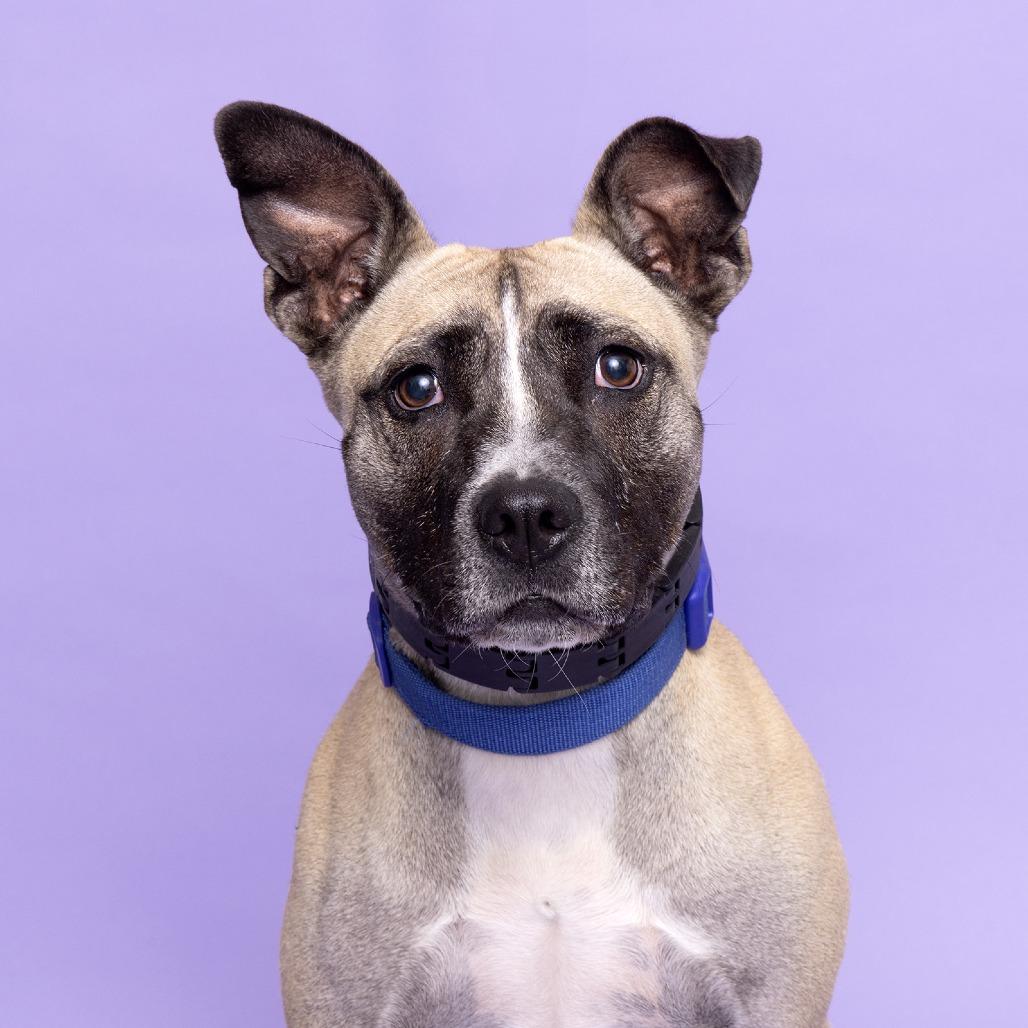 Enlarge Kia, a Adoptable Mixed Breed in Franklin, TN image 1/3