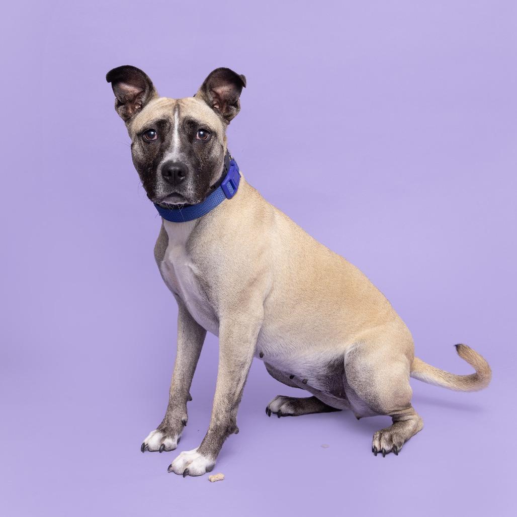 Enlarge Kia, a Adoptable Mixed Breed in Franklin, TN image 2/3