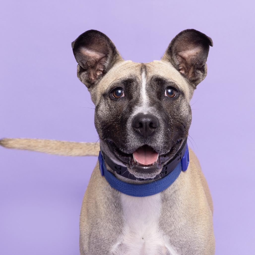 Enlarge Kia, a Adoptable Mixed Breed in Franklin, TN image 3/3