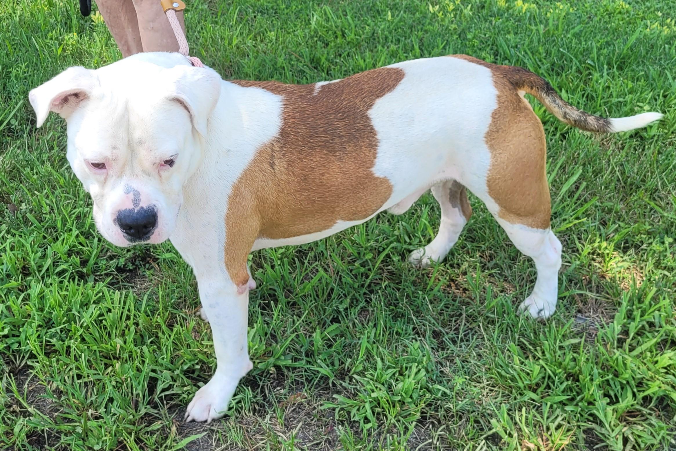 RUGER, a Adopted American Staffordshire Terrier in Tappahannock, VA image 2/6