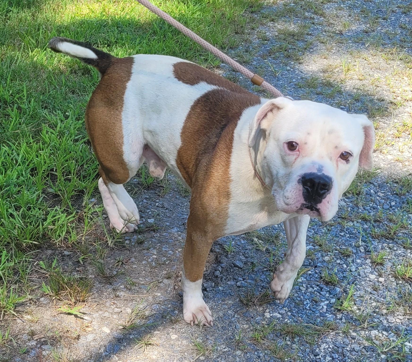 RUGER, a Adopted American Staffordshire Terrier in Tappahannock, VA image 3/6