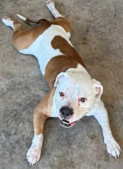 RUGER, a Adopted American Staffordshire Terrier in Tappahannock, VA image 4/6