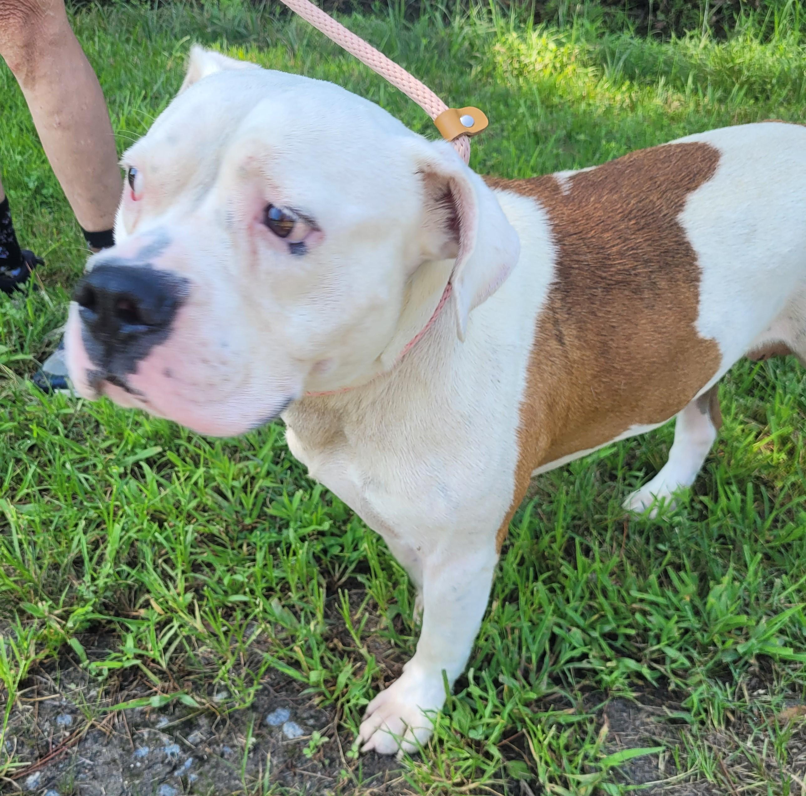 RUGER, a Adopted American Staffordshire Terrier in Tappahannock, VA image 5/6
