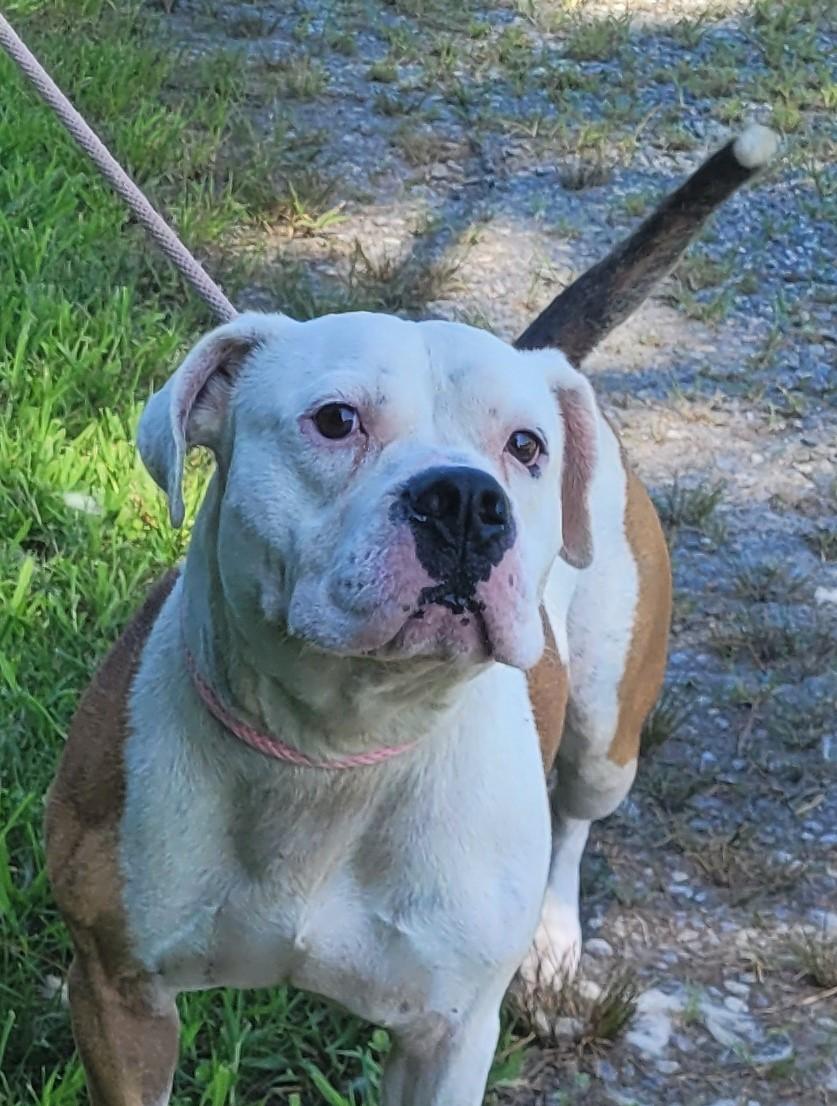RUGER, a Adopted American Staffordshire Terrier in Tappahannock, VA image 6/6