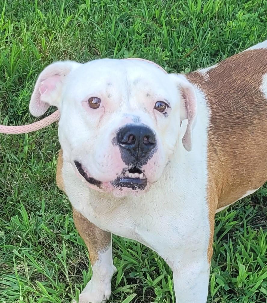 RUGER, a Adopted American Staffordshire Terrier in Tappahannock, VA image 1/6