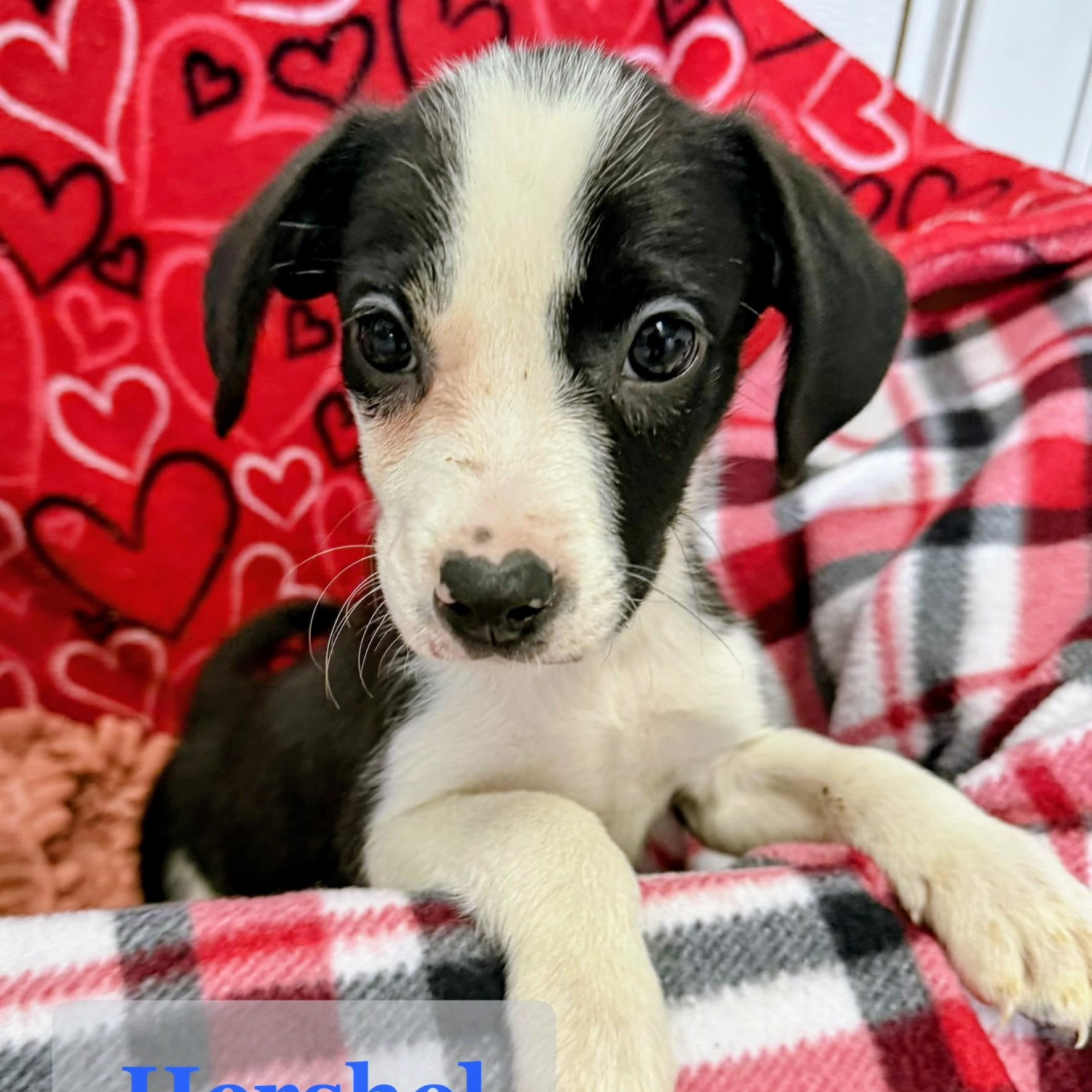 Enlarge Hershel, a Adoptable mixed breed in Archbold , OH image 1/2