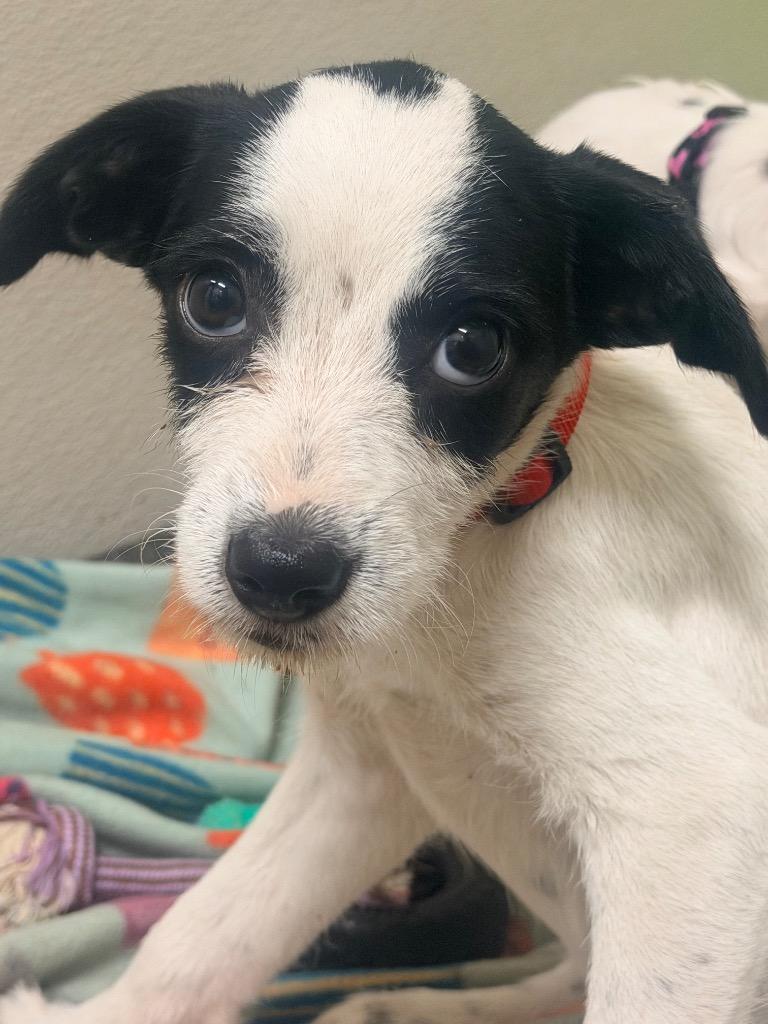 Enlarge Symphony, a Adoptable mixed breed in Neosho, MO image 1/1