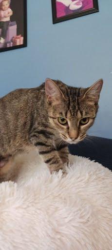 Enlarge Daphne, a Adoptable Domestic Short Hair in Oxford, PA image 1/1