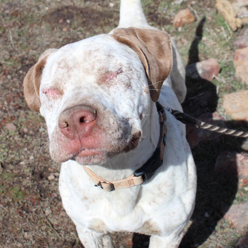 Enlarge Ray, a Adoptable Pit Bull Terrier in Pagosa Springs, CO image 3/6