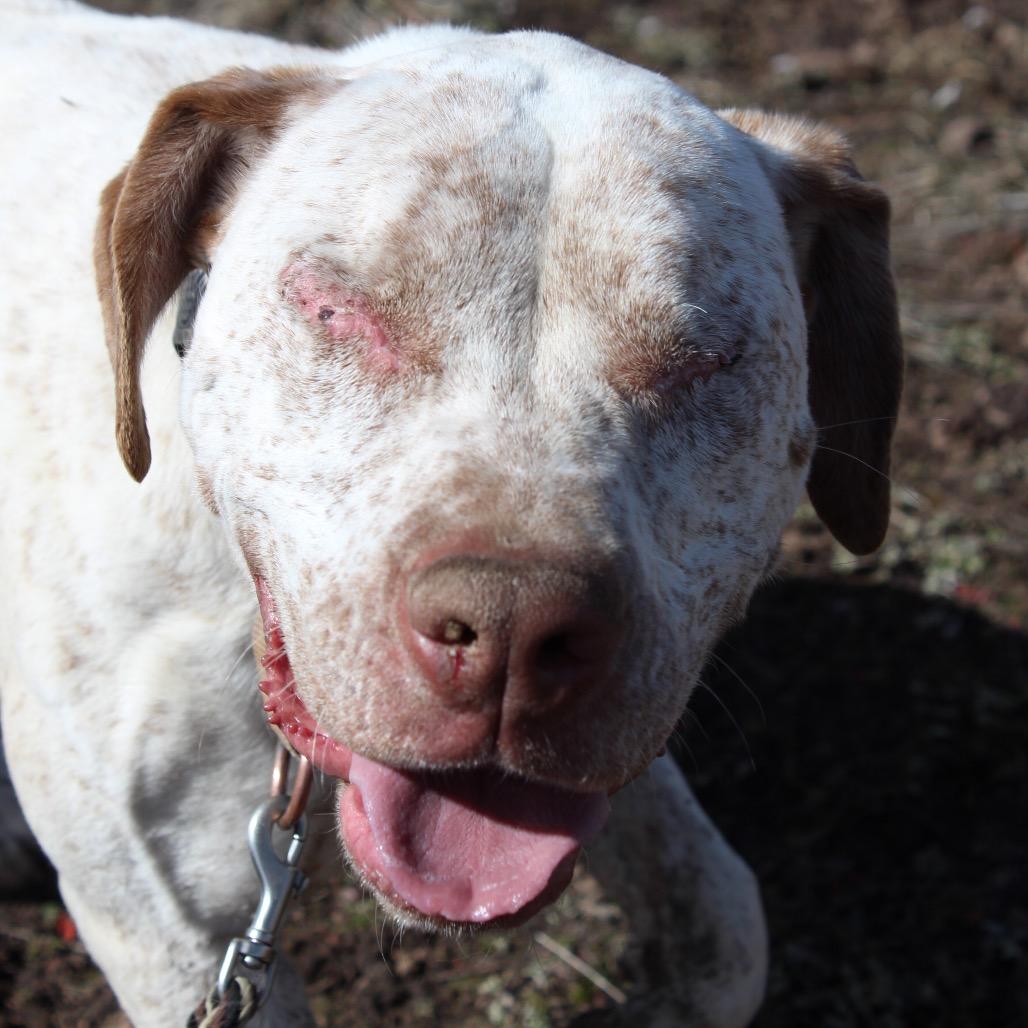 Enlarge Ray, a Adoptable Pit Bull Terrier in Pagosa Springs, CO image 5/6