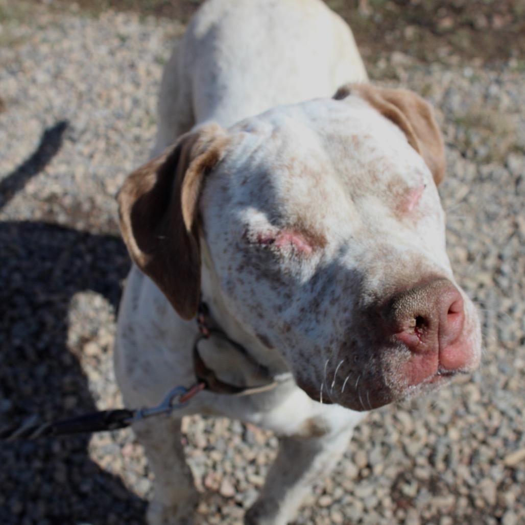 Enlarge Ray, a Adoptable Pit Bull Terrier in Pagosa Springs, CO image 6/6