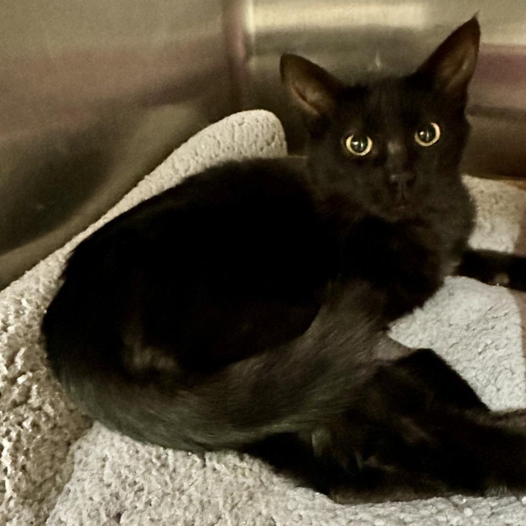 Enlarge Ava, a Adoptable Domestic Short Hair in Middleburg Heights , OH image 1/6