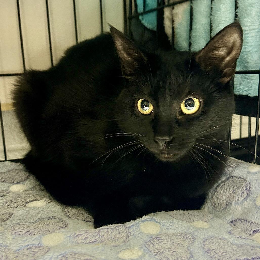 Enlarge Ava, a Adoptable Domestic Short Hair in Middleburg Heights , OH image 2/6