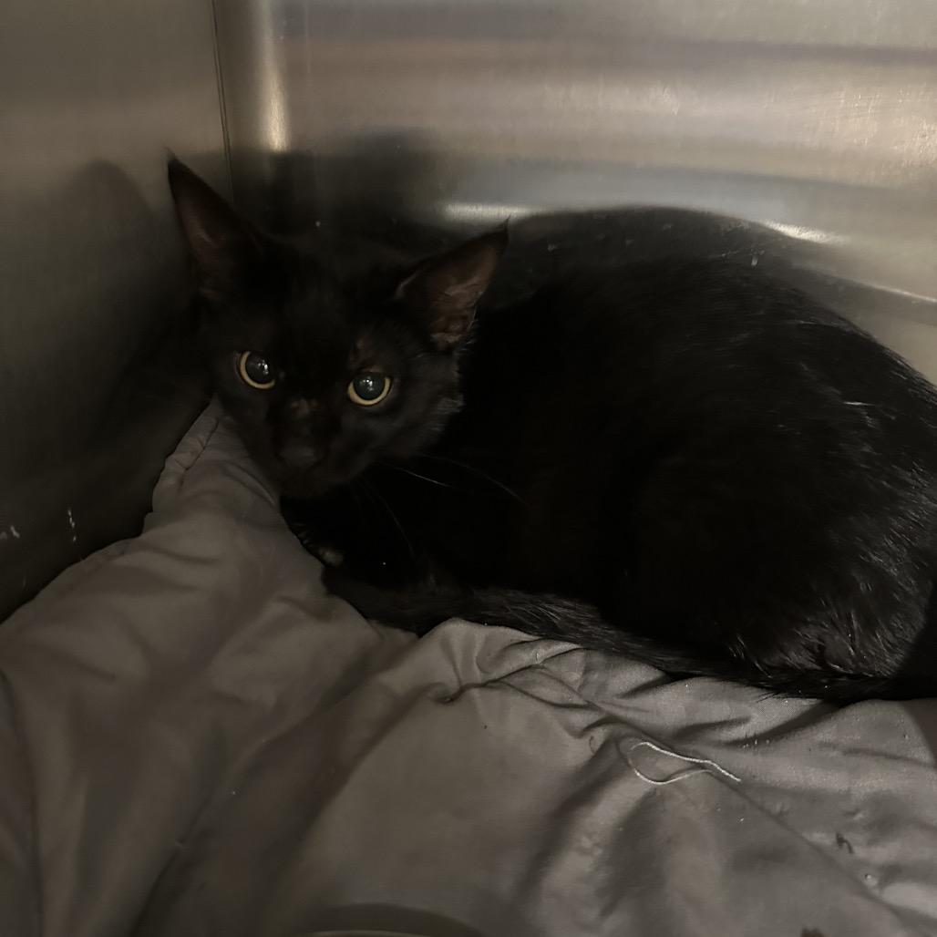 Enlarge Ava, a Adoptable Domestic Short Hair in Middleburg Heights , OH image 3/6