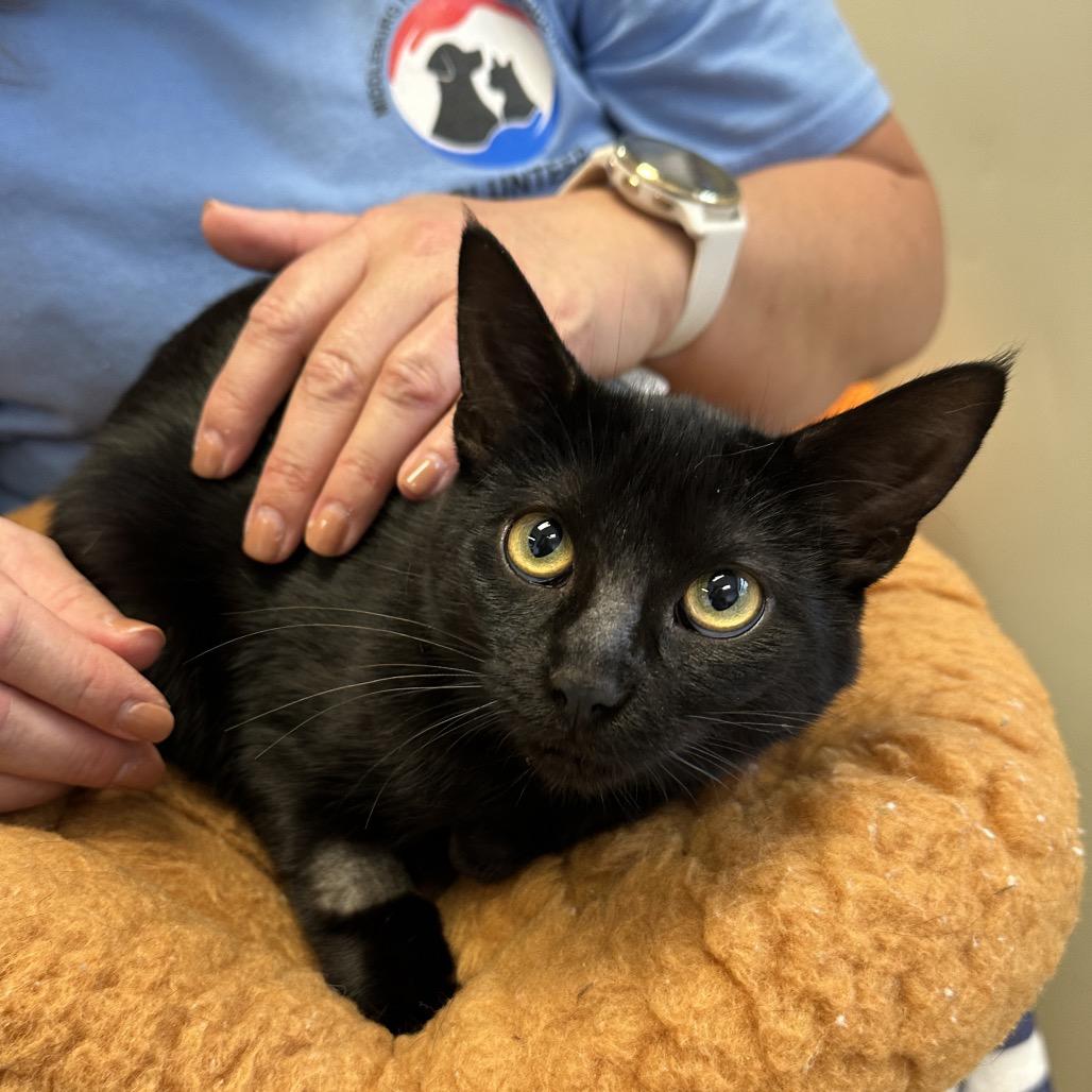 Enlarge Ava, a Adoptable Domestic Short Hair in Middleburg Heights , OH image 4/6