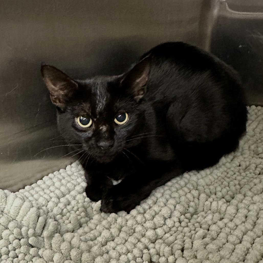 Enlarge Ava, a Adoptable Domestic Short Hair in Middleburg Heights , OH image 5/6