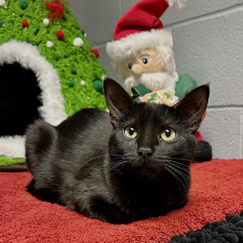 Enlarge Ava, a Adoptable Domestic Short Hair in Middleburg Heights , OH image 6/6