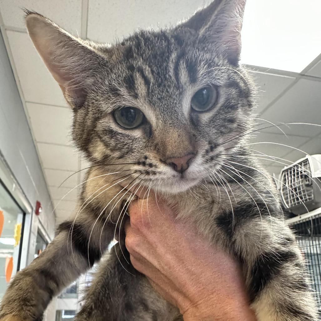 Yahtzee, a Adoptable Domestic Short Hair in Camden, DE image 2/2