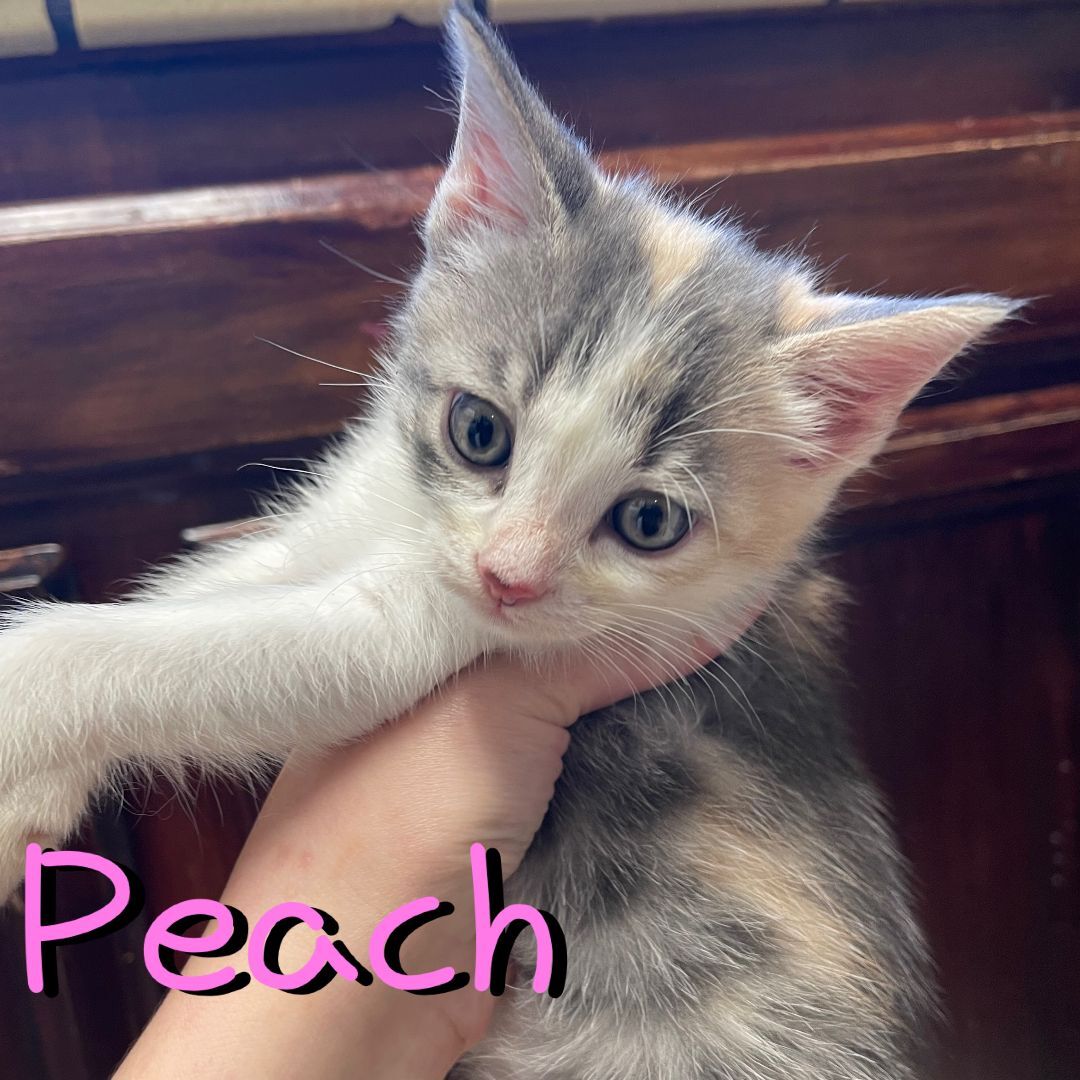 Peach, a Adopted Domestic Short Hair in Hollister, CA image 1/2