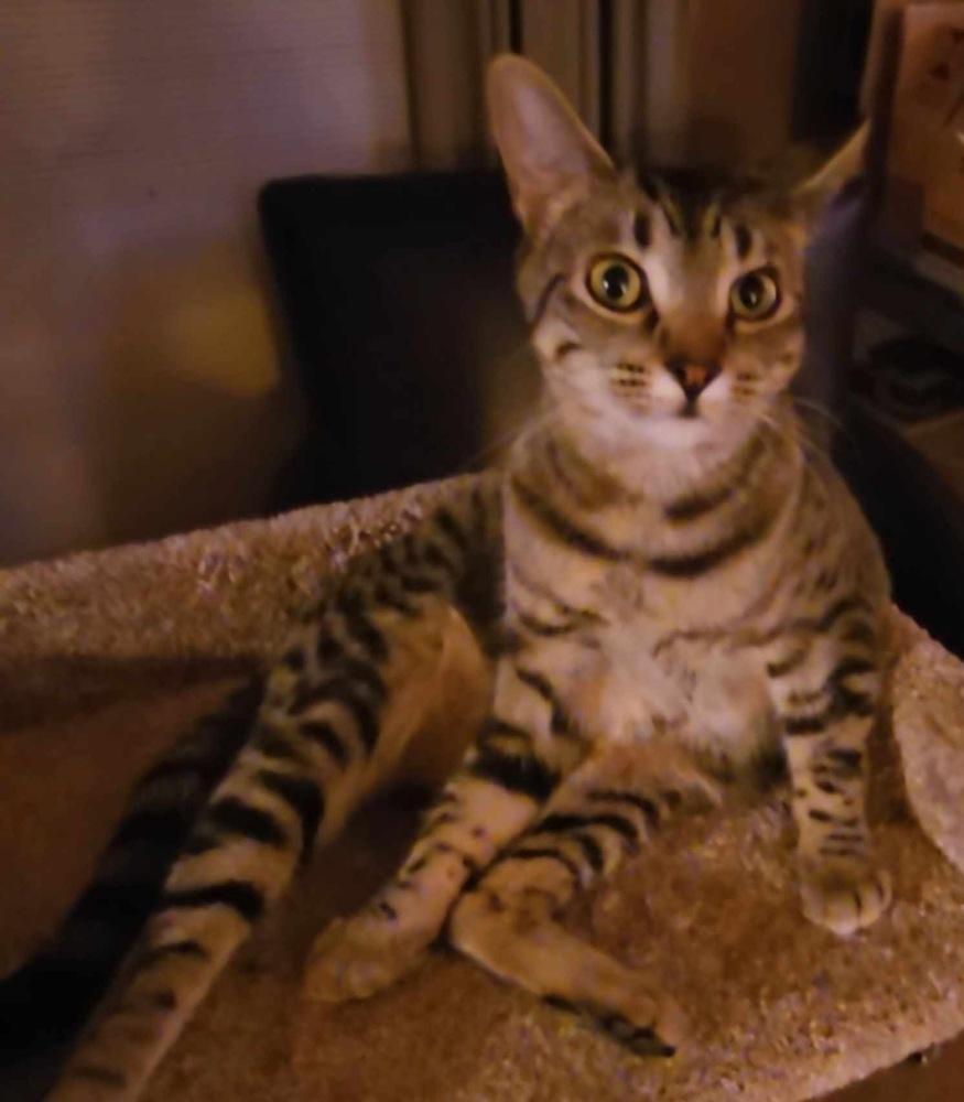 Enlarge AC Sasha (Hormel), a Adoptable Domestic Short Hair in Fremont, NE image 1/1