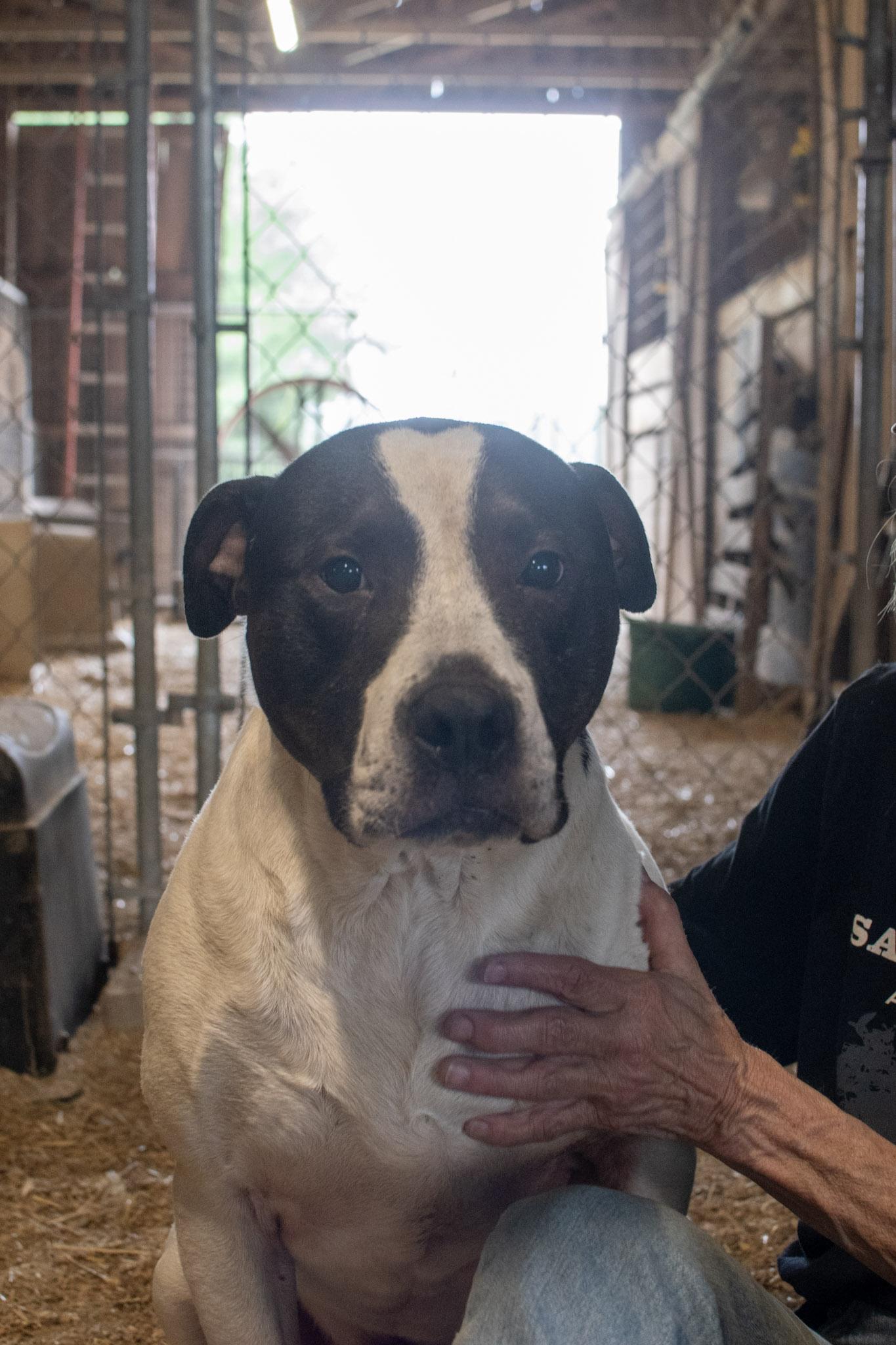 Dreamer, a Adoptable mixed breed in Plainfield, IN image 1/6
