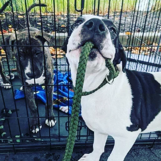 Dreamer, a Adoptable mixed breed in Plainfield, IN image 2/6