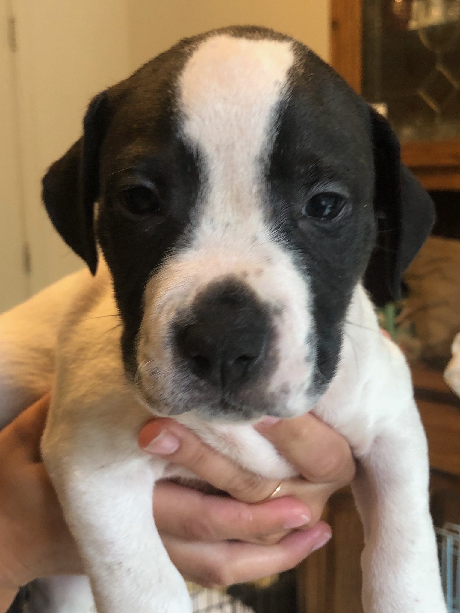 Dreamer, a Adoptable mixed breed in Plainfield, IN image 4/6