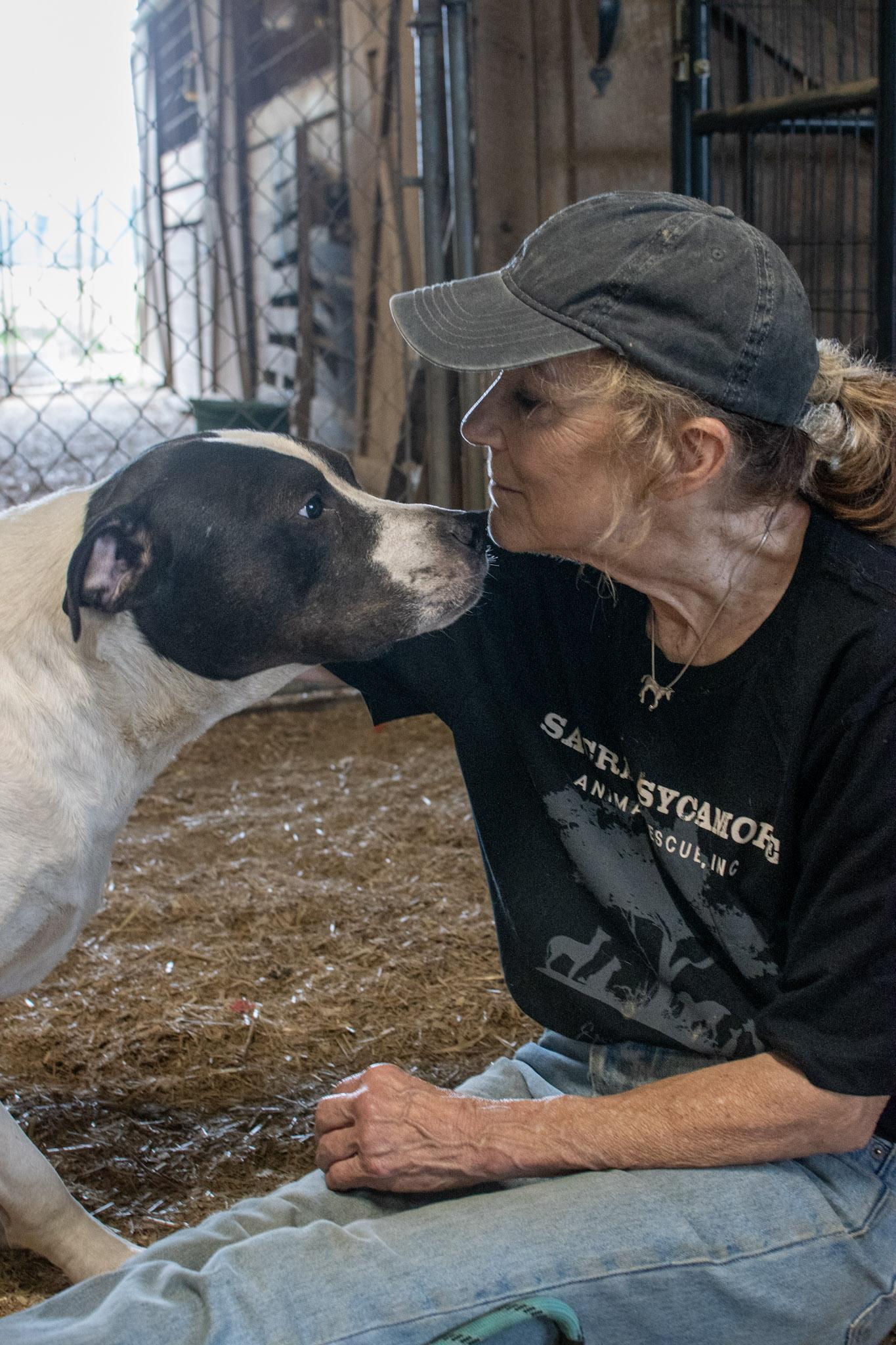 Dreamer, a Adoptable mixed breed in Plainfield, IN image 6/6