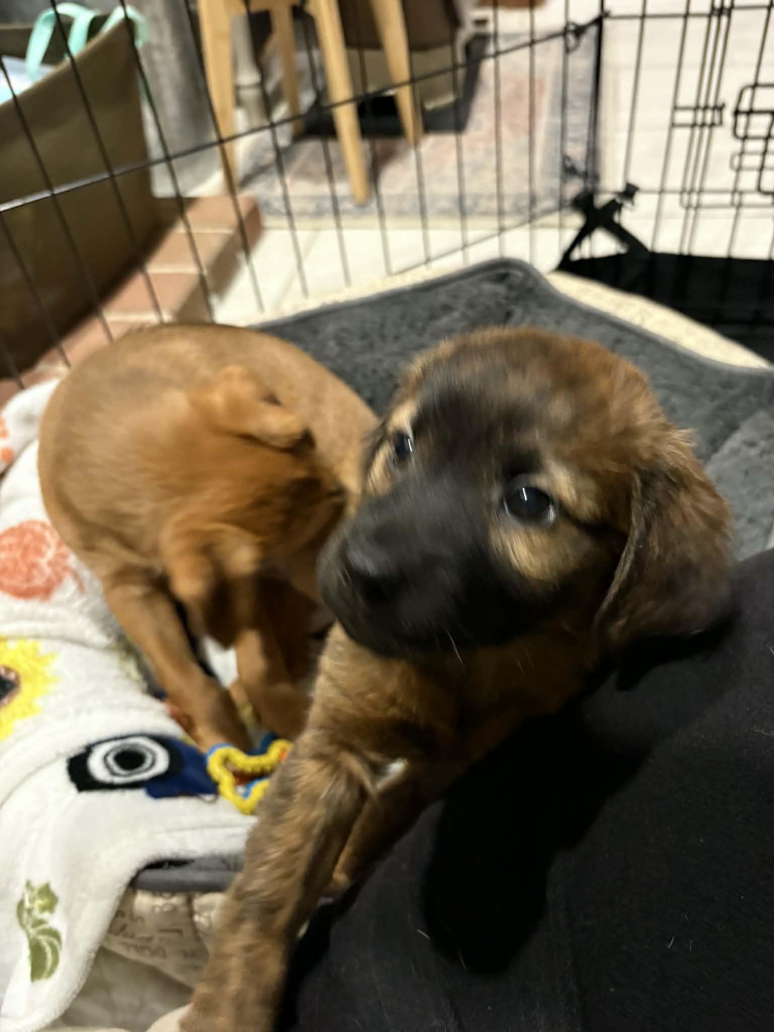 Fiona, Adoptable, Puppy Female Plott Hound & Retriever.