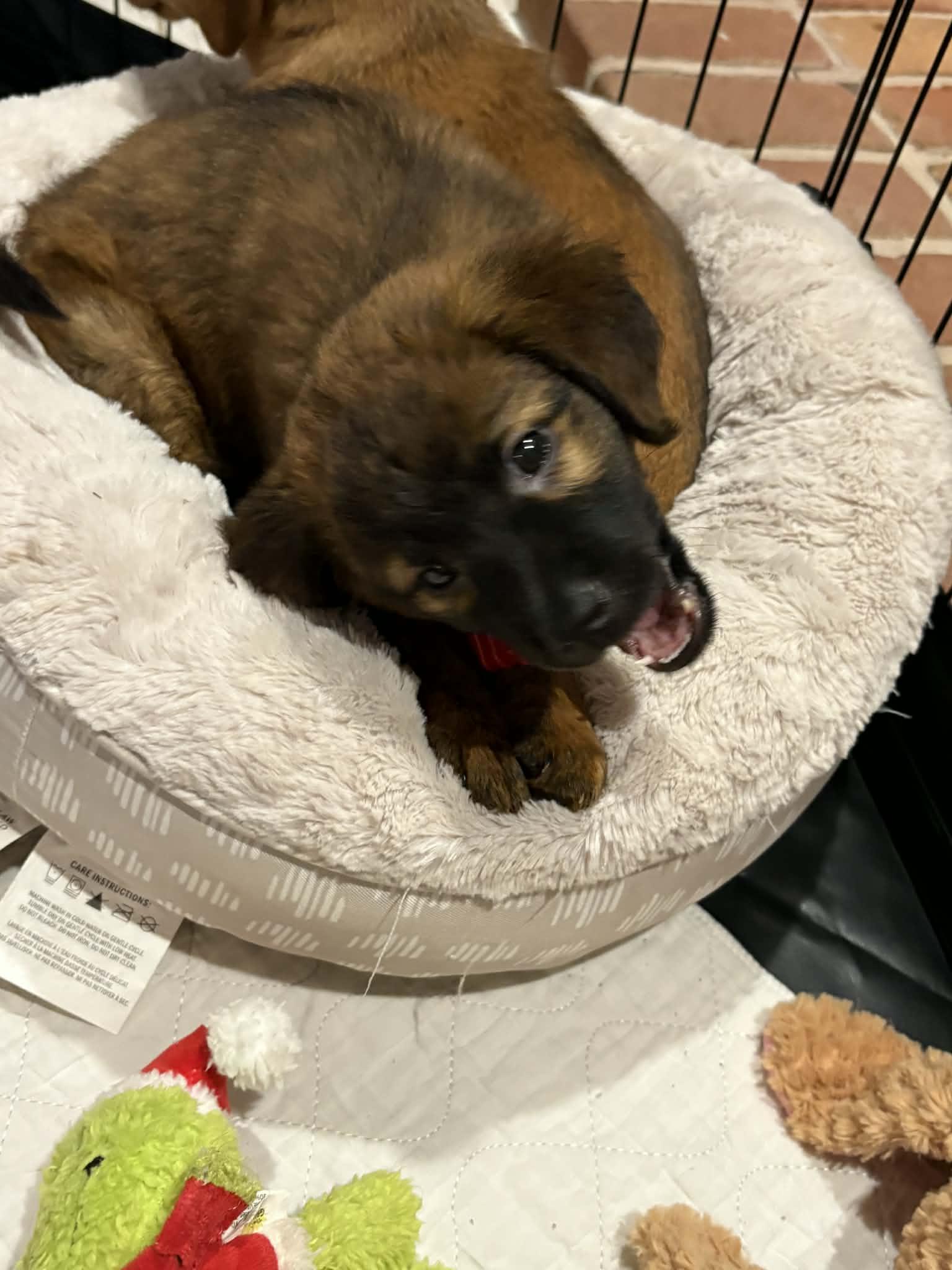 Fiona, a Adoptable mixed breed in Mechanicsburg, PA image 2/3