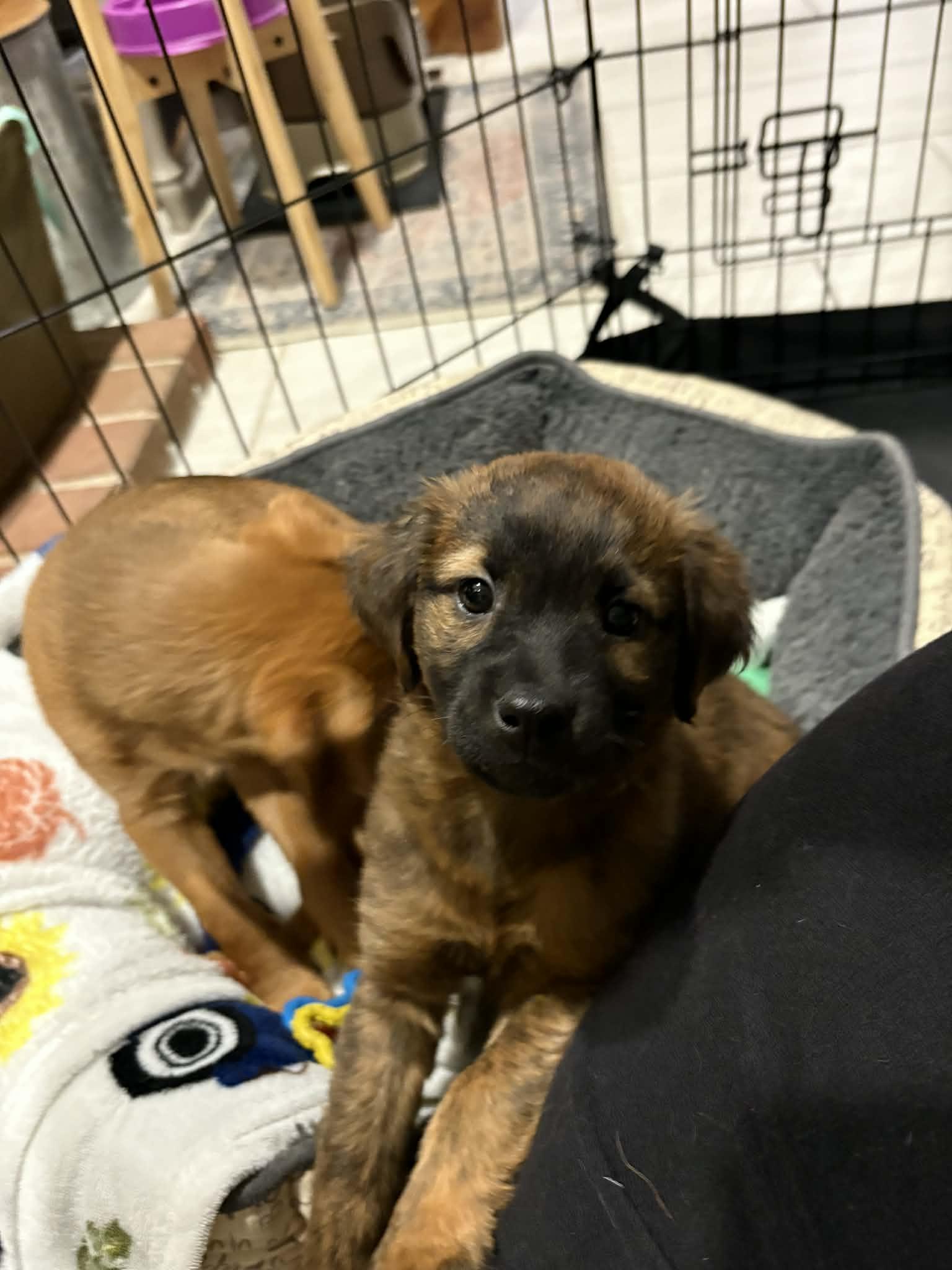 Fiona, a Adoptable mixed breed in Mechanicsburg, PA image 3/3