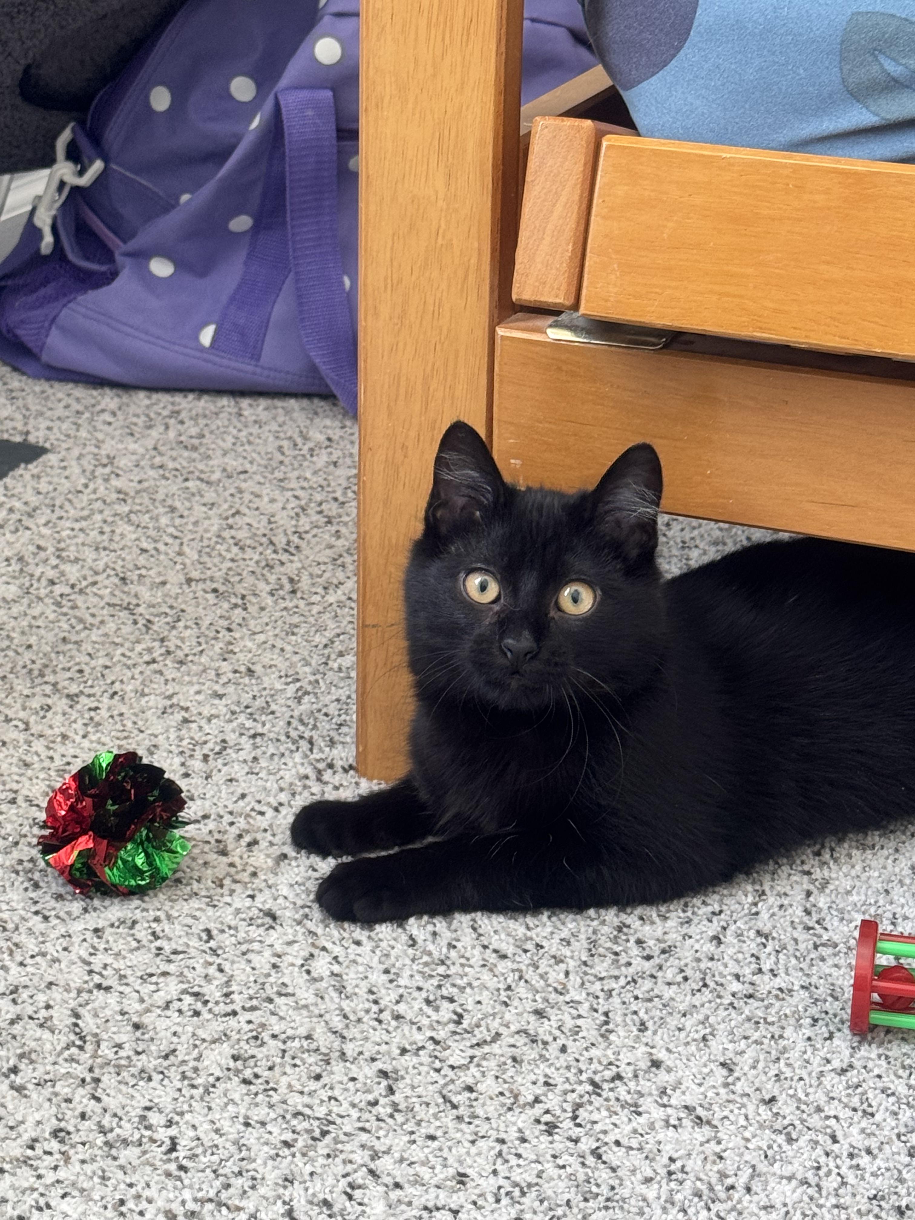 Theodore (Theo), ADOPTABLE, Kitten Male Domestic Short Hair.
