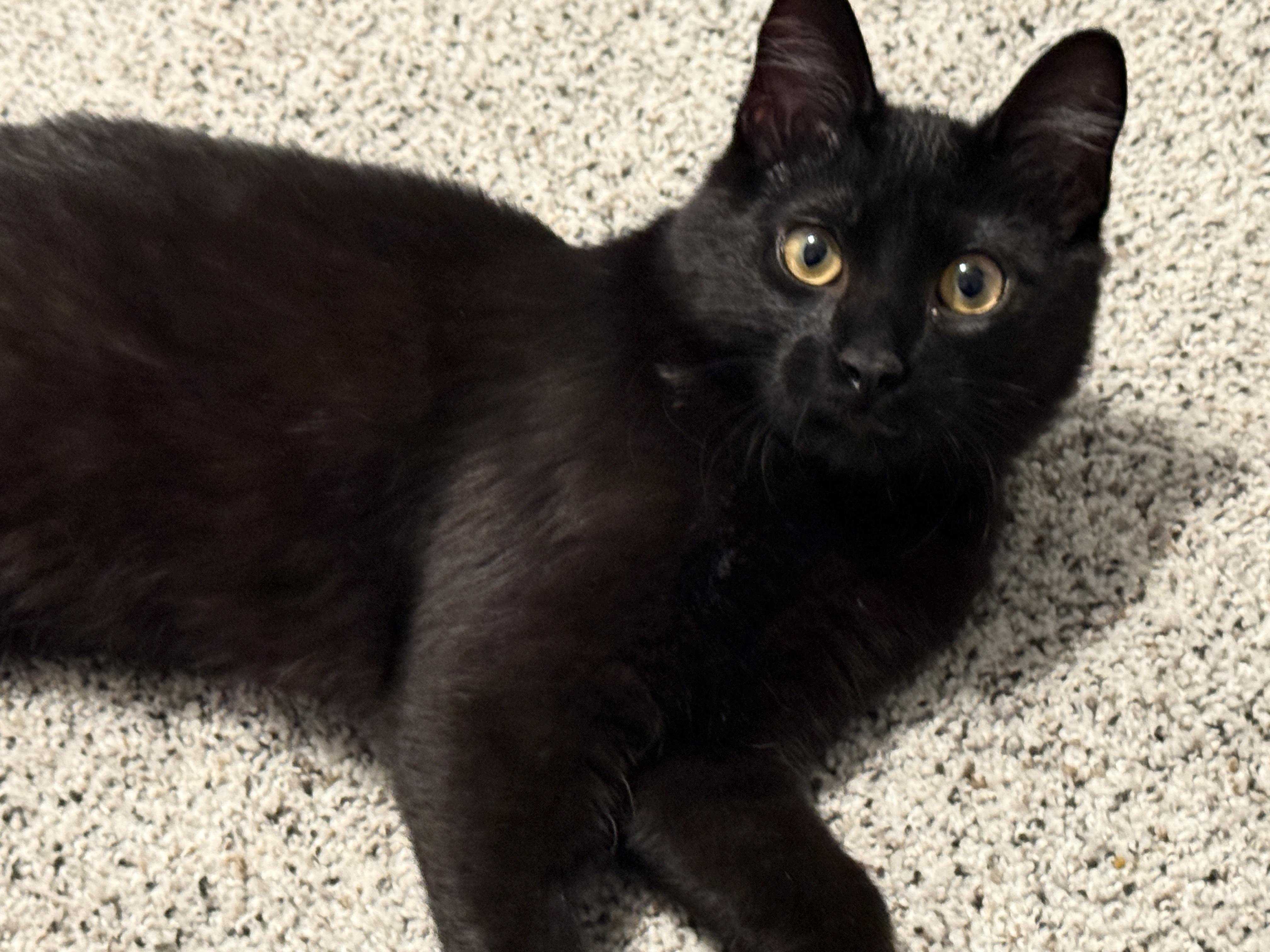 Theodore (Theo), ADOPTABLE, Kitten Male Domestic Short Hair.