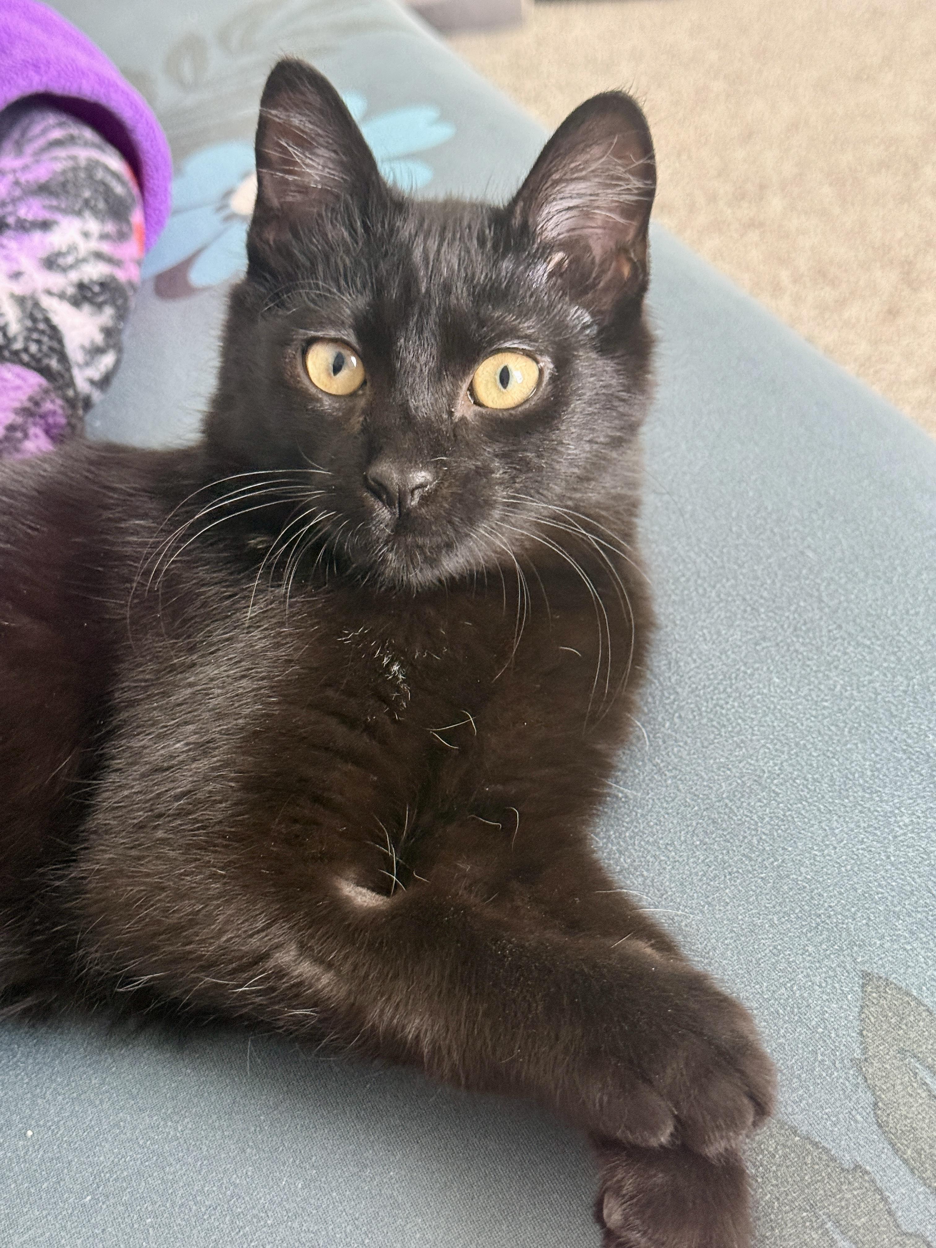 Enlarge Theodore (Theo), a ADOPTABLE Domestic Short Hair in Brighton, MI image 2/3