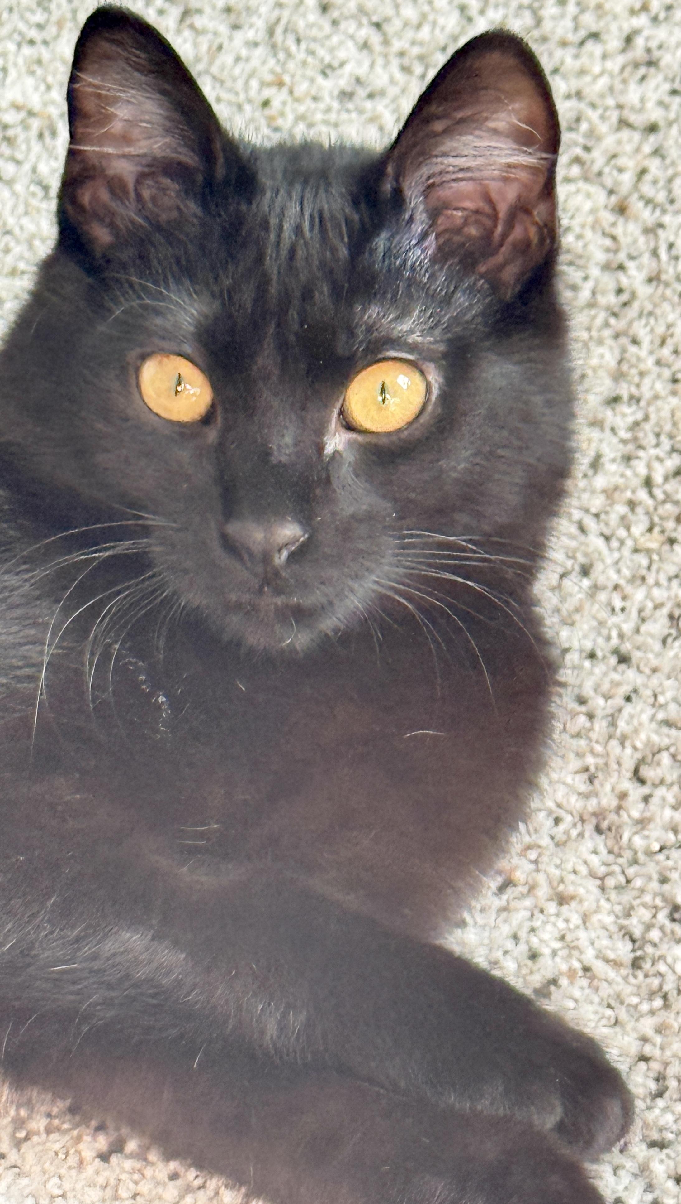 Enlarge Theodore (Theo), a ADOPTABLE Domestic Short Hair in Brighton, MI image 2/6