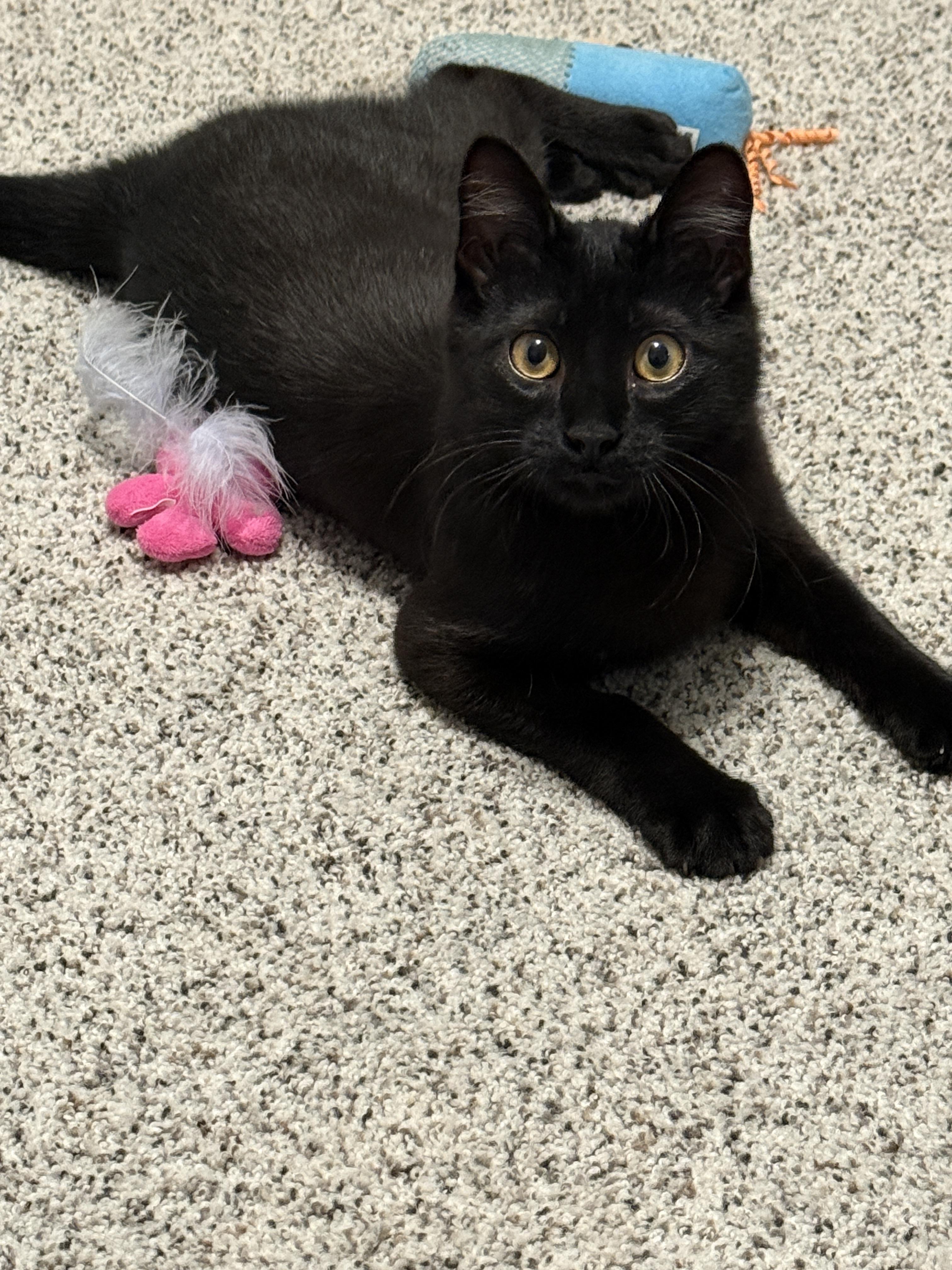 Enlarge Theodore (Theo), a ADOPTABLE Domestic Short Hair in Brighton, MI image 6/6