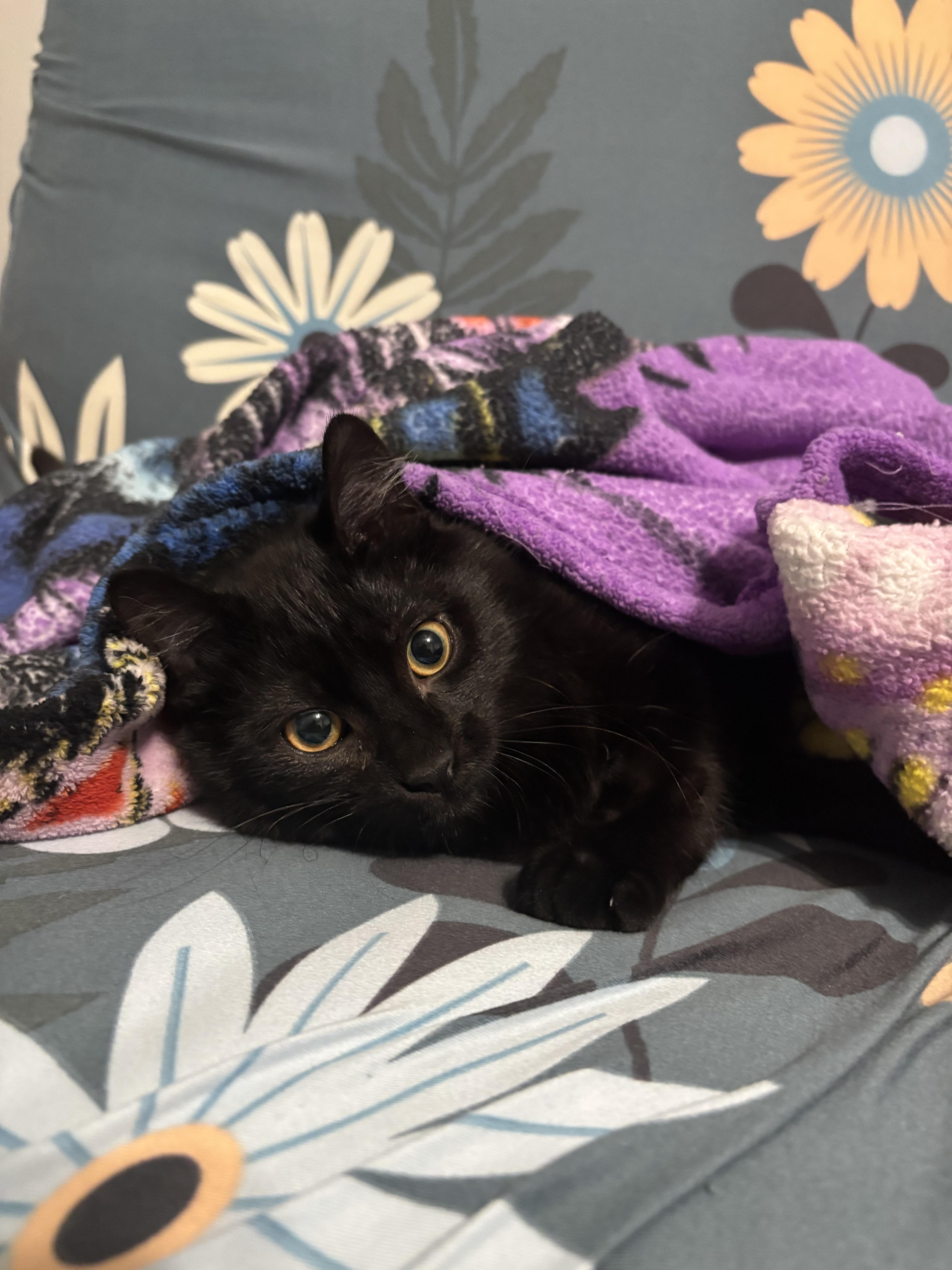 Enlarge Theodore (Theo), a ADOPTABLE Domestic Short Hair in Brighton, MI image 3/3